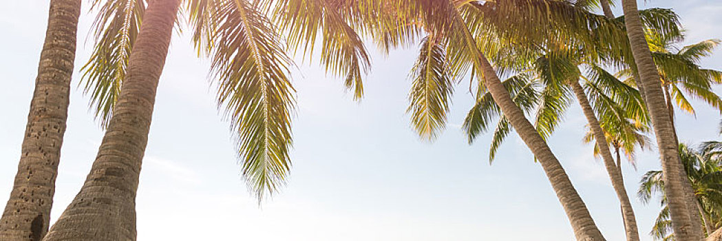 热带沙滩,棕榈树,晴朗,天空