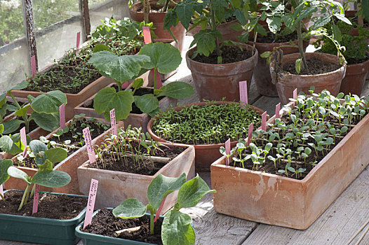 植物,蔬菜,夏花,温室