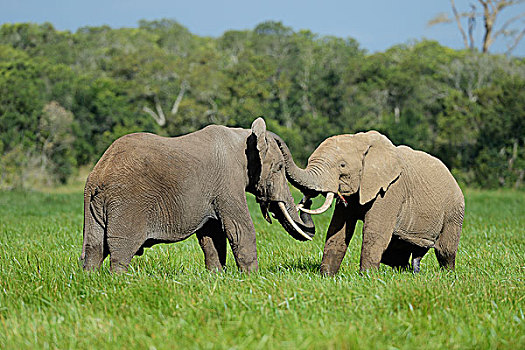 非洲象,雄性动物,打闹,禁猎区,肯尼亚,非洲