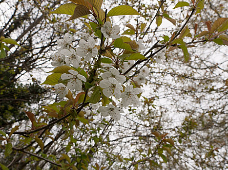 漂亮,白花,头部,盛开,树