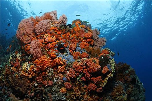 珊瑚,珊瑚礁,品种,冈加,岛屿,螃蟹船,北苏拉威西省,印度尼西亚,海洋,太平洋,亚洲