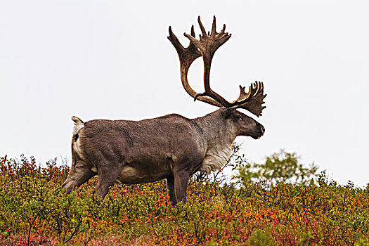 雄性,北美驯鹿,驯鹿属,站立,秋叶,德纳里峰国家公园,阿拉斯加,美国