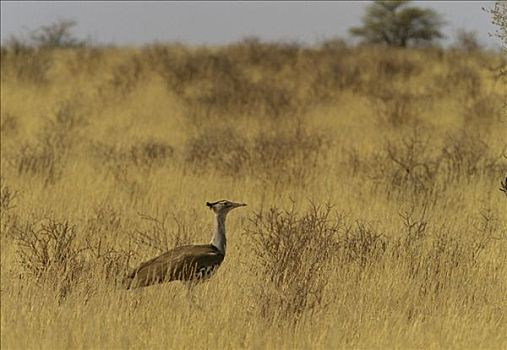 灰颈鹭鸨,喀拉哈里大羚羊国家公园,南非