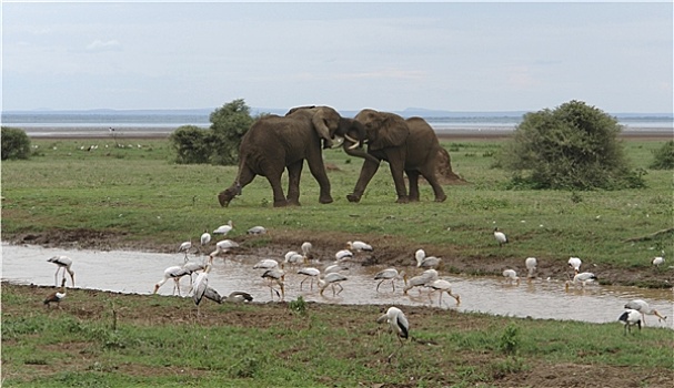 争斗,大象,非洲