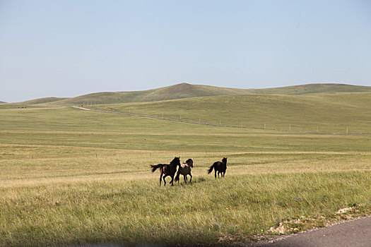 内蒙古锡林郭勒,俊朗飘逸的蒙古马