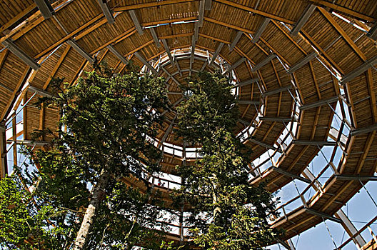 树,高,上面,走,螺旋,巴伐利亚森林国家公园,巴伐利亚,德国,欧洲