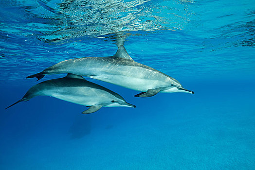 两个,海豚,长吻原海豚,成年,幼兽,游动,深海,反射,表面,红海,礁石,埃及,非洲