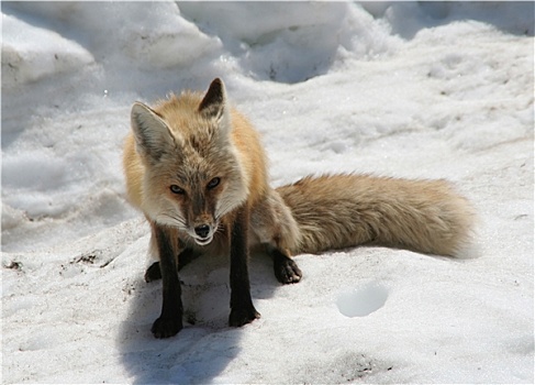 红狐,看,餐饭