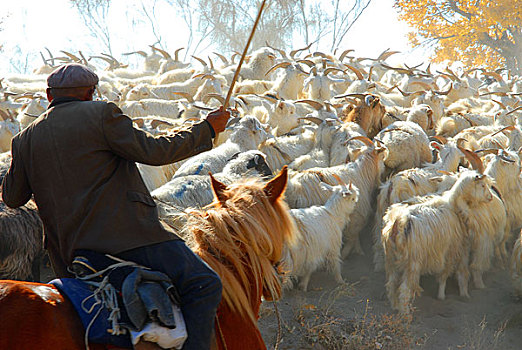 新疆乌苏市古尔图镇哈萨克族牧民在胡杨树林放牧羊群