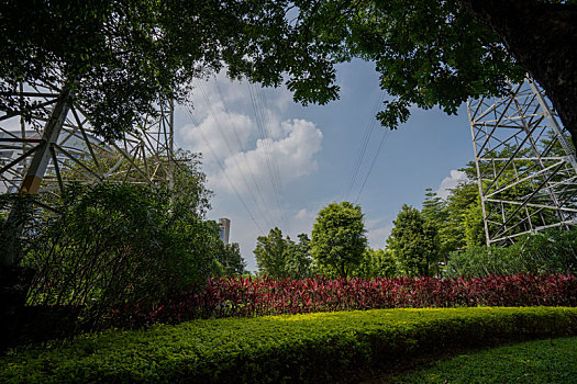 夏天羊城广州科韵路上的绿化树与草地