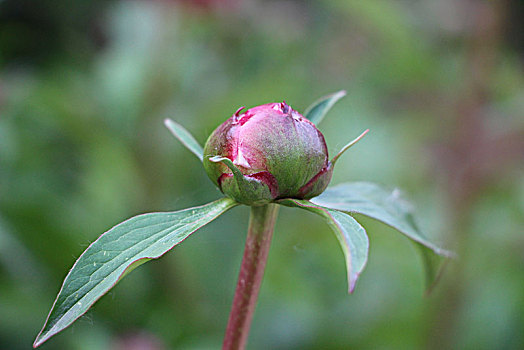 花苞,花蕾