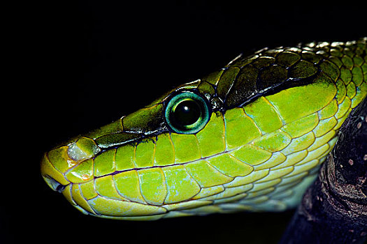 绿色,蛇,特写