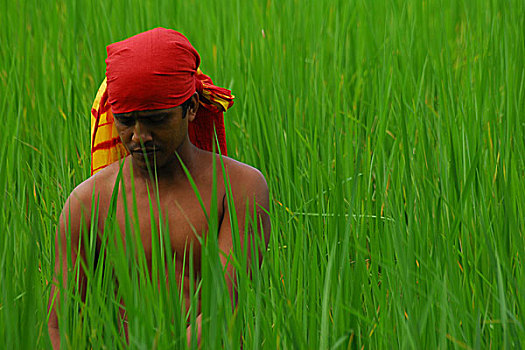 农民,稻田,孟加拉,十月,2006年