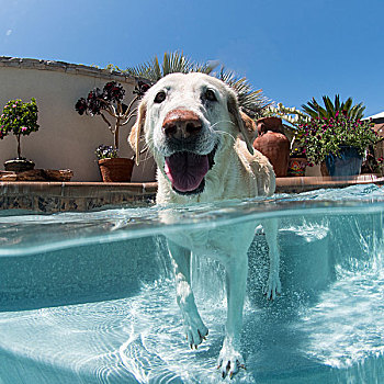 头像,狗,户外,游泳池,拉古纳海滩,加利福尼亚,美国