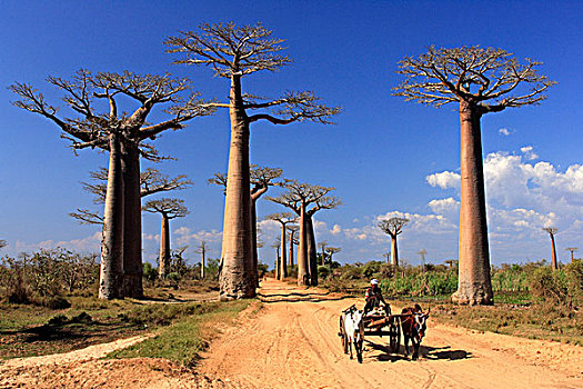 猴面包树,树,边缘,道路,牛,手推车,马达加斯加,非洲