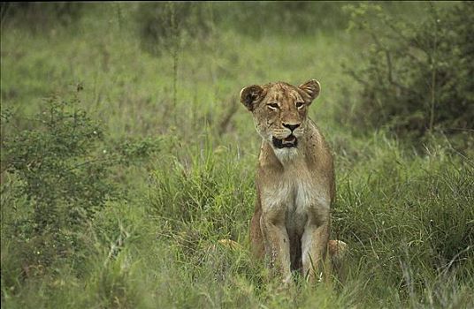 雌狮,幼兽,狮子,雌性,哺乳动物,马赛马拉,肯尼亚,非洲,猫科动物,动物