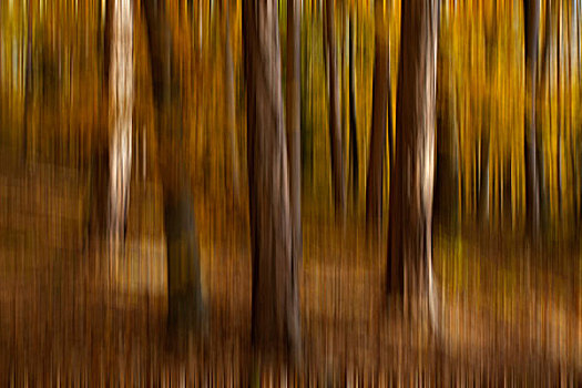 山毛榉,树林,秋天,区域,施蒂里亚,奥地利,欧洲