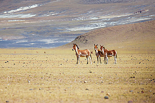 西藏野生动物藏羚羊藏野驴