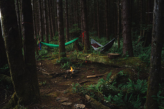 露营,雨林,吊床,营火