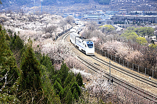 山花