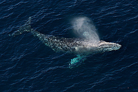 灰鲸,喷涌,下加利福尼亚州,墨西哥