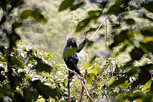 非洲,幼兽,黑猩猩,坐在树上,大幅,尺寸