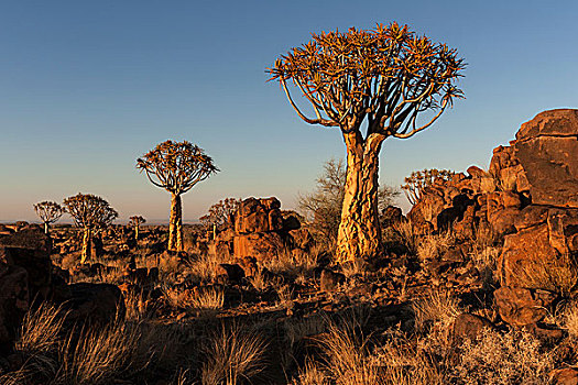 抖树,二歧芦荟,盛开,树林,基特曼斯胡普,纳米比亚,非洲