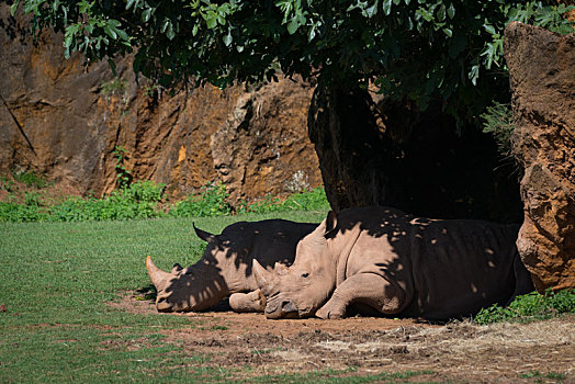 白犀牛,打瞌睡,荫凉,树下