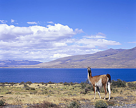 智利,巴塔哥尼亚,国家公园,美洲驼,南美,拉丁美洲,目的地,景象,自然,风景,世界遗产,植被,动物,哺乳动物,狩猎动物,全身,湖,天空,云