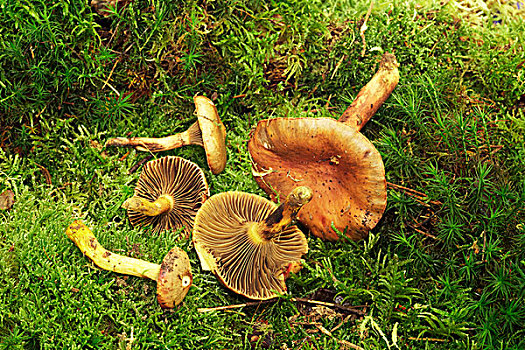 铜,蘑菇