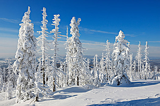 积雪,针叶树,树林,巴伐利亚森林国家公园,巴伐利亚,德国