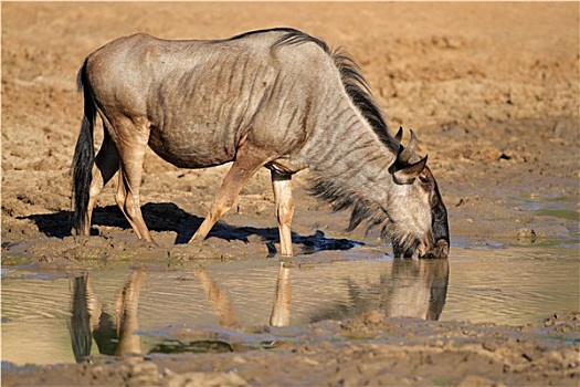 角马,饮用水