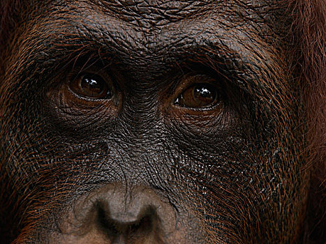 猩猩,黑猩猩,眼睛,婆罗洲,马来西亚