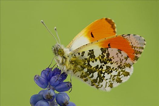 红襟粉蝶,蝴蝶,花,荷兰