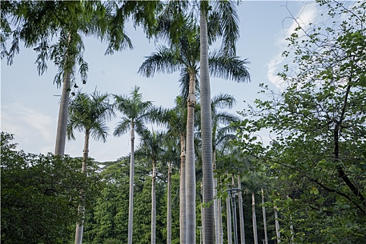 夏天羊城广州天河公园高大的椰子树