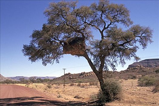 鸟窝,树上,纳米比亚