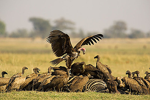肉垂秃鹫,畜体,白氏斑马,马,斑马,白背兀鹫,白背秃鹫,乔贝国家公园,博茨瓦纳,非洲