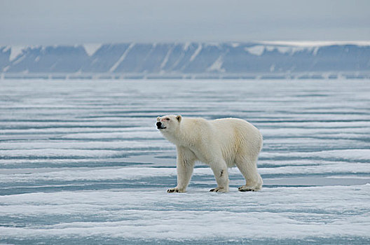 挪威,斯瓦尔巴群岛,斯匹次卑尔根岛,北极熊,成年,旅行,海冰,寻找,海豹