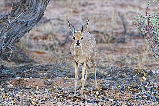 小岩羚,成年,雄性,黄昏,警惕,卡拉哈迪大羚羊国家公园,北开普,南非,非洲