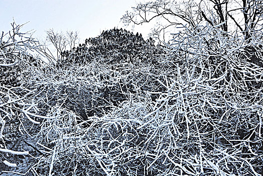 雪