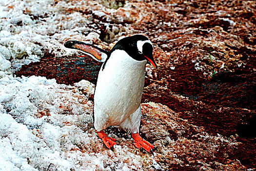 南极行走中的企鹅
