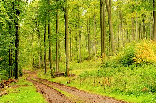 路,山毛榉,树林,小路