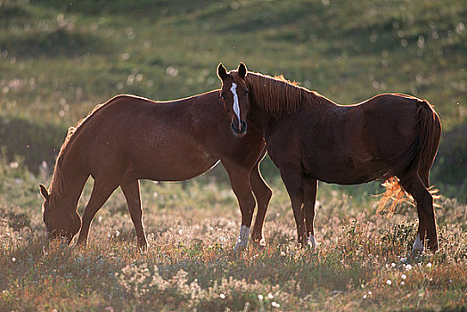 马,放牧,草场,艾伯塔省,加拿大