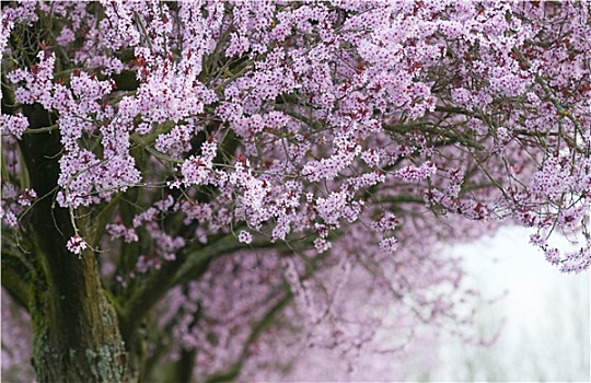 開花樹木