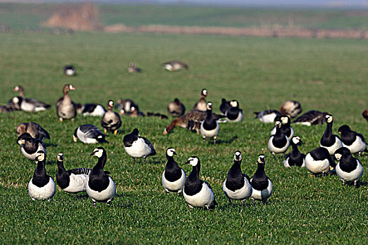 白额黑雁,成群,弗里斯兰省,荷兰