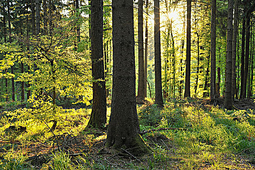 树林,黑森州,德国