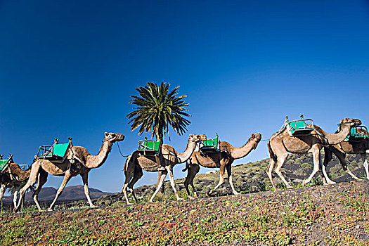骆驼,驼队,靠近,兰索罗特岛,加纳利群岛,西班牙,欧洲