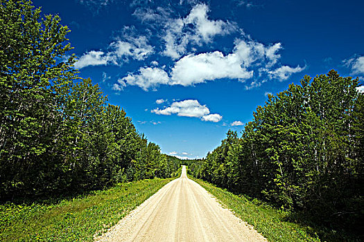 乡间小路,北方针叶林,山,省立公园,曼尼托巴,加拿大
