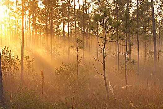 松树,树林,日出,大沼泽地国家公园,佛罗里达