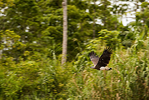 鹰,丛林,印度尼西亚